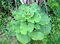 Arctium lappa